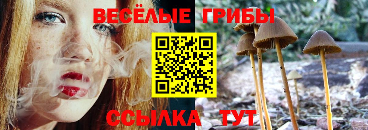Кудрово  Псилоцибиновые грибы GOLDEN TEACHER  Вход с VPN  Псилоцибиновые грибы Psilocybine cubensis 